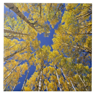 USA, Colorado, Aspen area. Aspen forest in fall Ceramic Tile