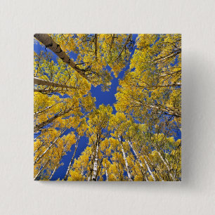 USA, Colorado, Aspen area. Aspen forest in fall Pinback Button