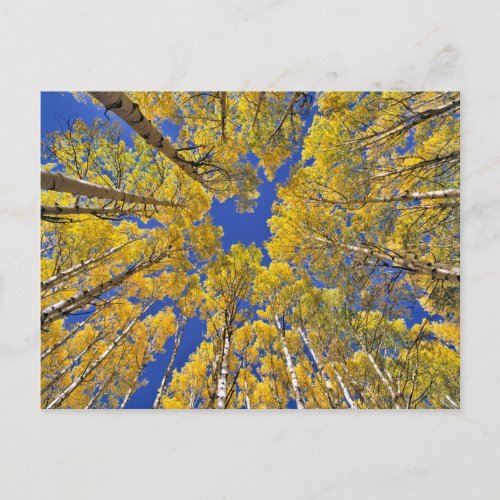 USA Colorado Aspen area Aspen forest in fall Postcard