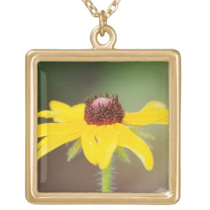 USA, Colorado, Boulder. Sunflower close-up Gold Plated Necklace