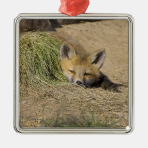 USA, Colorado, Breckenridge. Alert red fox Metal Ornament