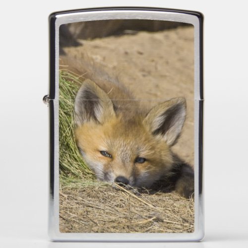 USA Colorado Breckenridge Alert red fox Zippo Lighter