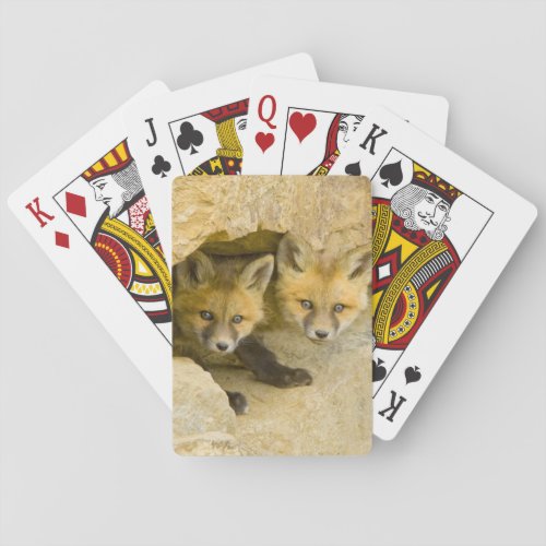 USA Colorado Breckenridge Curious red fox Poker Cards