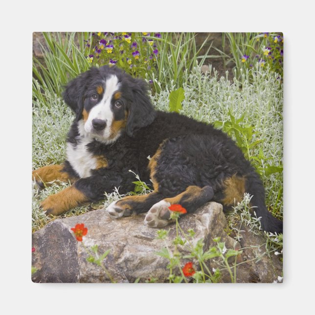 USA, Colorado, Breckenridge. Female Bernese Magnet (Front)