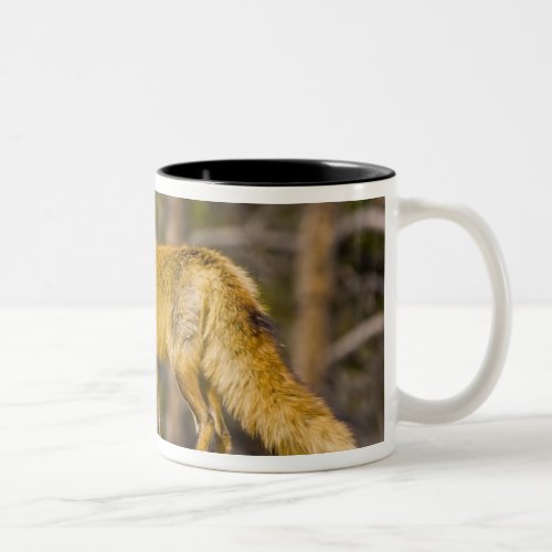 USA Colorado Breckenridge Portrait of red fox Two_Tone Coffee Mug