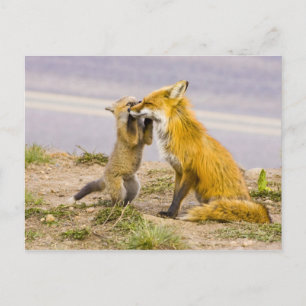 USA, Colorado, Breckenridge. Red fox mother 2 Postcard