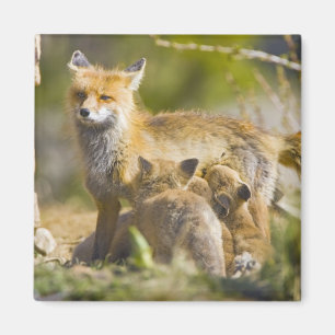 USA, Colorado, Breckenridge. Red fox mother 3 Magnet