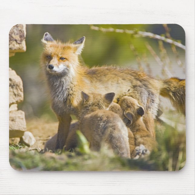 USA, Colorado, Breckenridge. Red fox mother 3 Mouse Pad (Front)