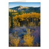 USA, Colorado. Bright Yellow Aspens in Rockies (Front)