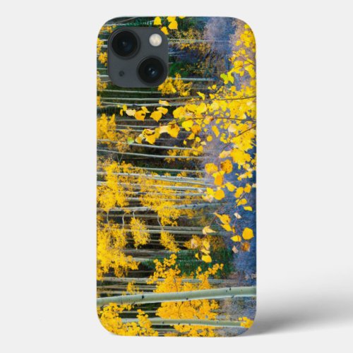 USA Colorado Bright Yellow Aspens In Rockies 2 iPhone 13 Case