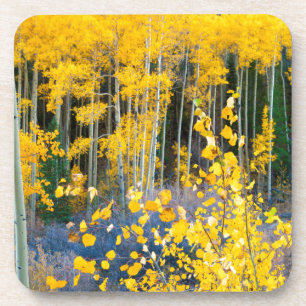 USA, Colorado. Bright Yellow Aspens In Rockies 2 Coaster