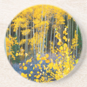 USA, Colorado. Bright Yellow Aspens In Rockies 2 Drink Coaster