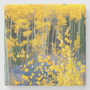 USA, Colorado. Bright Yellow Aspens In Rockies 2 Stone Coaster
