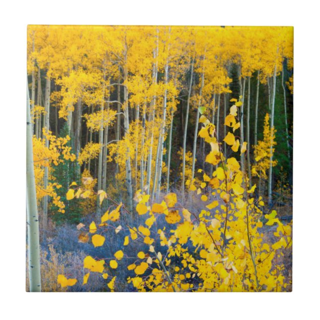 USA, Colorado. Bright Yellow Aspens In Rockies 2 Tile (Front)