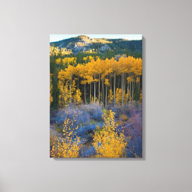 USA, Colorado. Bright Yellow Aspens in Rockies Canvas Print (Front)