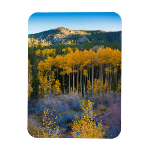 USA, Colorado. Bright Yellow Aspens in Rockies Magnet