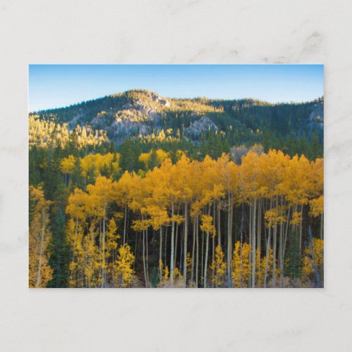 USA Colorado Bright Yellow Aspens in Rockies Postcard