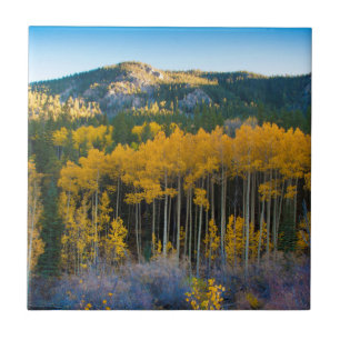 USA, Colorado. Bright Yellow Aspens in Rockies Tile