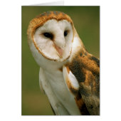 USA, Colorado, Broomfield. Barn owl (Front)