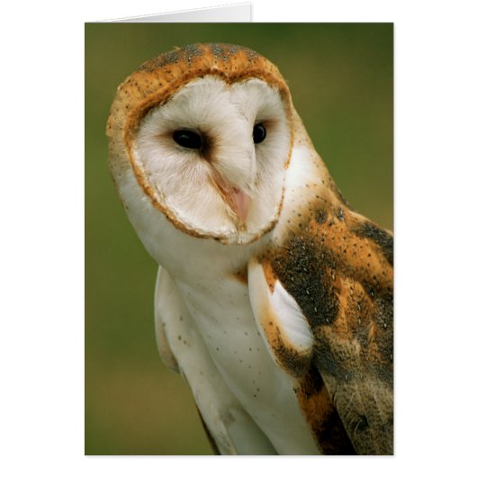 USA, Colorado, Broomfield. Barn owl Cards (Front)