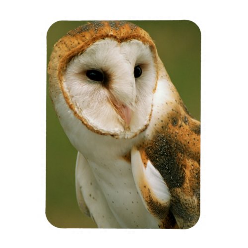 USA Colorado Broomfield Barn owl Magnet