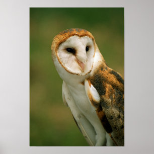 USA, Colorado, Broomfield. Barn owl Poster