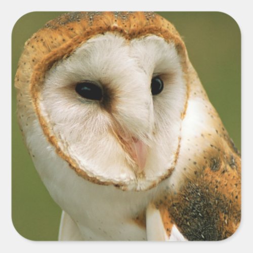 USA Colorado Broomfield Barn owl Square Sticker
