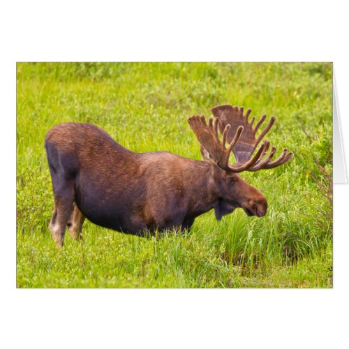 USA Colorado Cameron Pass Bull Moose