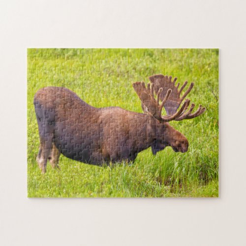 USA Colorado Cameron Pass Bull Moose Jigsaw Puzzle