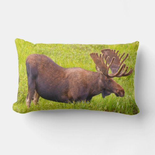 USA Colorado Cameron Pass Bull Moose Lumbar Pillow