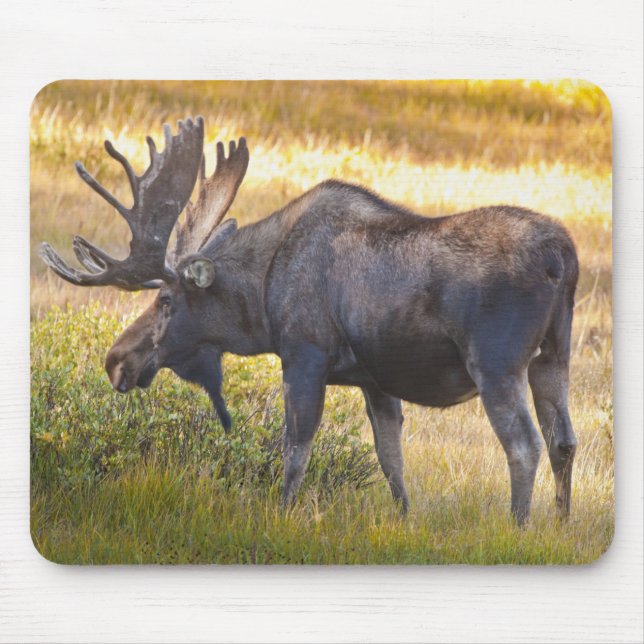 USA, Colorado, Cameron Pass. Bull moose Mouse Pad (Front)