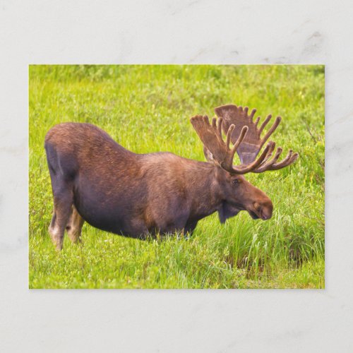 USA Colorado Cameron Pass Bull Moose Postcard