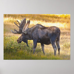 USA, Colorado, Cameron Pass. Bull moose Poster