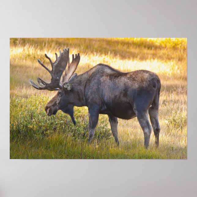 USA, Colorado, Cameron Pass. Bull moose Poster (Front)