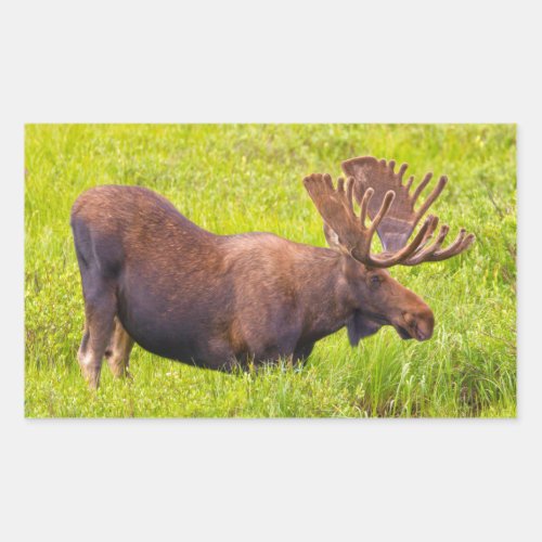 USA Colorado Cameron Pass Bull Moose Rectangular Sticker