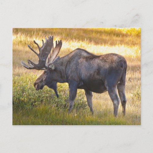 USA Colorado Cameron Pass Bull moose with Postcard