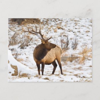 Usa  Colorado  Close-up Of Bull Elk Postcard by theworldofanimals at Zazzle