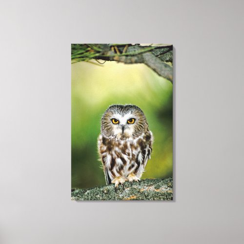 USA Colorado Close_up of northern saw_whet owl Canvas Print
