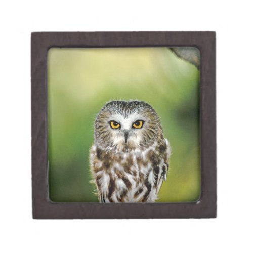 USA Colorado Close_up of northern saw_whet owl Gift Box