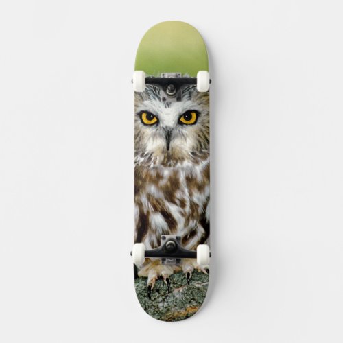 USA Colorado Close_up of northern saw_whet owl Skateboard Deck