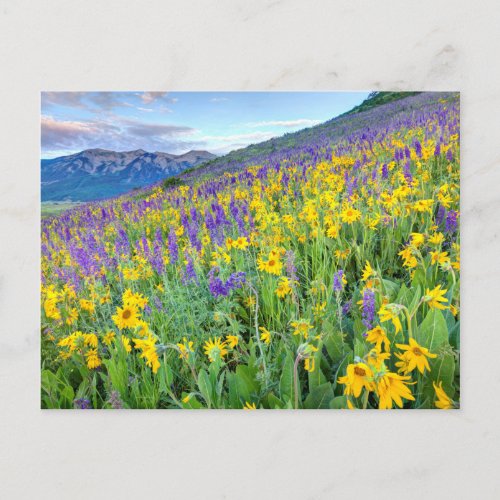 USA Colorado Crested Butte Landscape Postcard