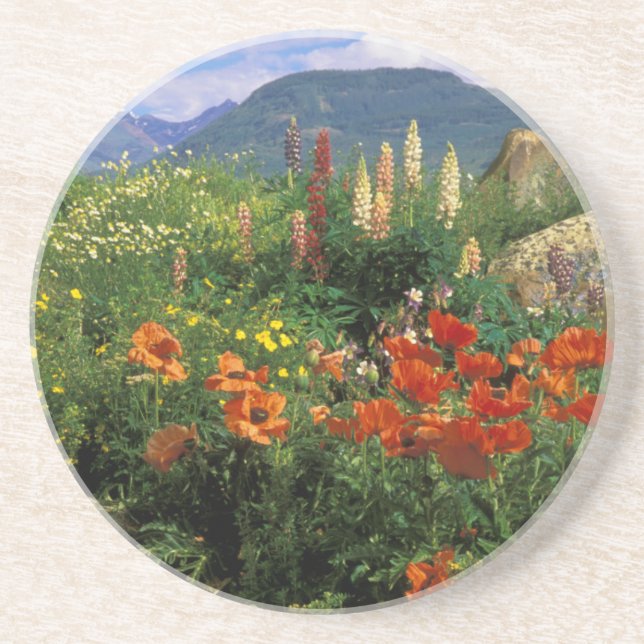 USA, Colorado, Crested Butte. Poppies and lupine Drink Coaster (Front)