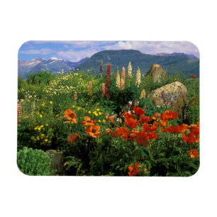 USA, Colorado, Crested Butte. Poppies and lupine Magnet