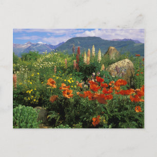 USA, Colorado, Crested Butte. Poppies and lupine Postcard