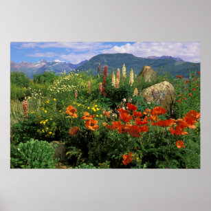 USA, Colorado, Crested Butte. Poppies and lupine Poster