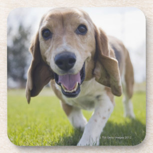 USA, Colorado, curious dog walking towards Coaster