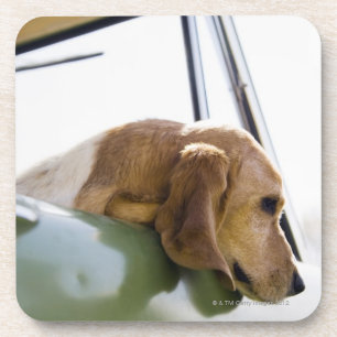 USA, Colorado, dog looking through car window Drink Coaster