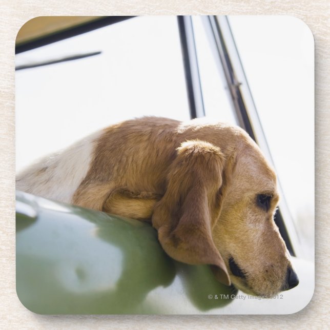 USA, Colorado, dog looking through car window Drink Coaster (Front)