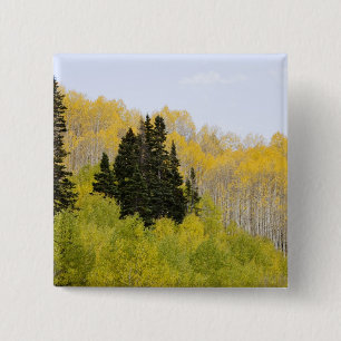 USA, Colorado, Gunnison National Forest, along 2 Button