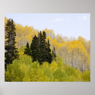 USA, Colorado, Gunnison National Forest, along 2 Poster